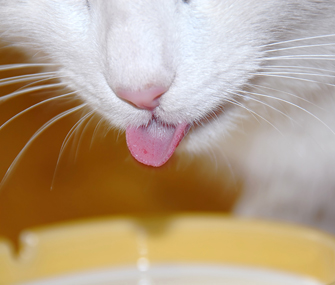 Cat tongue upclose Cat tongue upclose